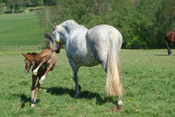 Kontakt Bel Air